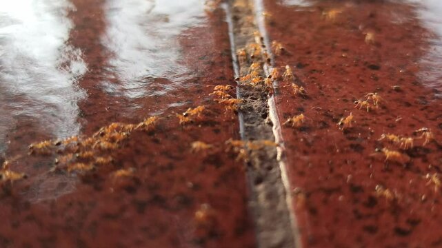 ants on the floor on the floor