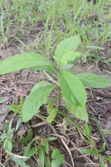 Vernonia Amygdalina medicinal plant on forest