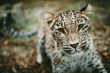 Close Up Portrait - Persischer Leopard (Panthera pardus tulliana) schaut neugierig in die Richtung des Betrachters