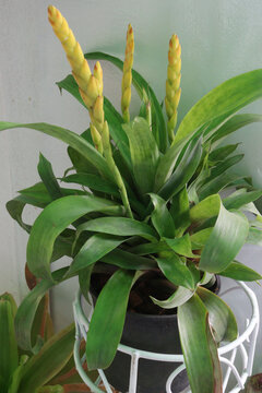 Vriesea chlorostachys flower plant on nursery