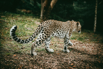 Close Up Portrait - Liegender Persischer Leopard (Panthera pardus tulliana) in einem Freigehege