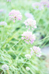 Nature background with spring flowers. Selective and soft focus. Close up.	