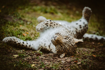 Close Up Portrait - Liegender Persischer Leopard (Panthera pardus tulliana) im Chill Modus in einem...