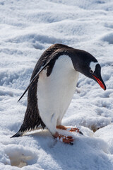 Close-up of a Gentoo Penguin -Pygoscelis papua- walking in a snowy landscape of Trinity Island, on the Antarctic Peninsula