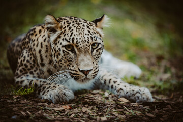 Close Up Portrait - Liegender Persischer Leopard (Panthera pardus tulliana) in einem Freigehege