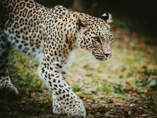 Close Up Portrait - Laufender Persischer Leopard (Panthera pardus tulliana) in einem Freigehege