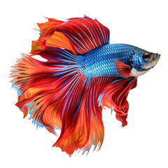 Fototapeta premium Vibrant Blue And Red Betta Fish With Flowing Fins Isolated On Transparent Background