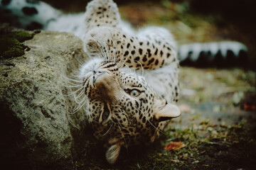 Close Up Portrait - Liegender Persischer Leopard (Panthera pardus tulliana) im Chill Modus in einem Freigehege