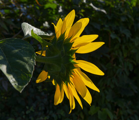 Sonnenblume im Sonnenlicht