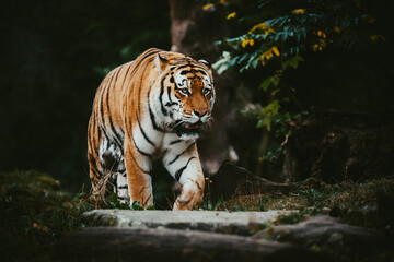 Portrait eines männlichen Sibirischen Tigers (Panthera tigris altaica) im moody forrest look