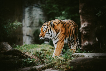 Portrait eines männlichen Sibirischen Tigers (Panthera tigris altaica) im moody forrest look