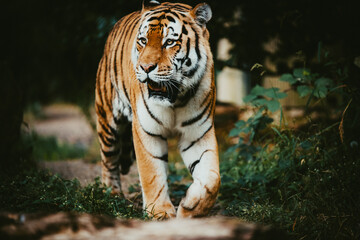 Portrait eines männlichen Sibirischen Tigers (Panthera tigris altaica) im moody forrest look