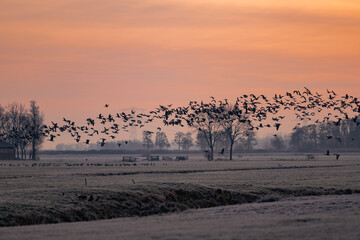 Silhouettes of wild geese flying in flock early morning before sunrise on a bright red colored sky in winter season