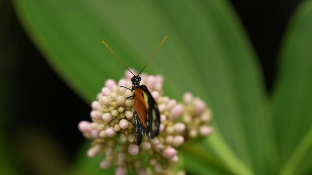 Heliconius numata, the Numata longwing,&uml; butterfly. Insect on flower bloom in the nature habitat.  in Brazil. Wildlife nature. Tropic butterfly in the jungle fores. Close-up detail of butterfly, Peru.