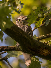tree littel OWL 