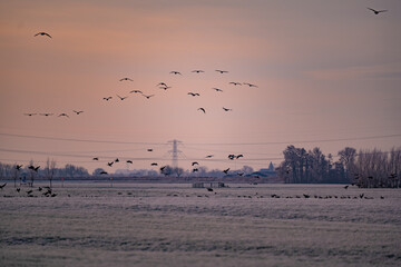 Silhouettes of wild geese flying in flock early morning before sunrise on a bright red colored sky in winter season