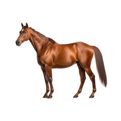 Fototapeta premium Sleek Chestnut Horse Standing Proudly On A Transparent Background