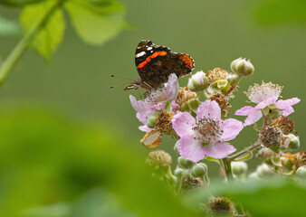 Admiral butterfly on flowers, close-up admiral, colorful butterfly on pink flowers, red brown butterfly