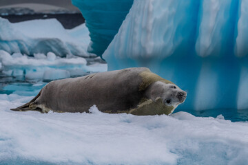 Close-up of a crabeater seal -Lobodon carcinophaga- resting on a small iceberg near the fish islands on the Antarctic peninsula