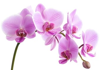 Pink Orchid Flower Isolated on White Background