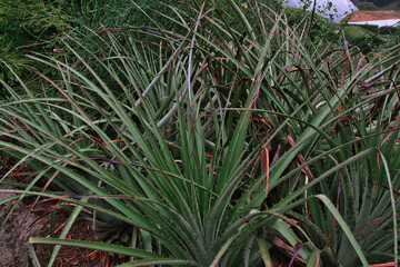 Cluster of Aloe Vera Plants in Natural Setting at Eden Project in Cornwall, UK