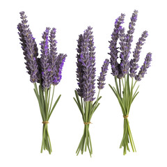 Fresh Lavender Bunches Tied With Twine On Transparent Background