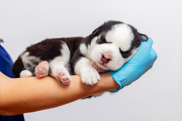 Newborn husky puppy sleeping in hand