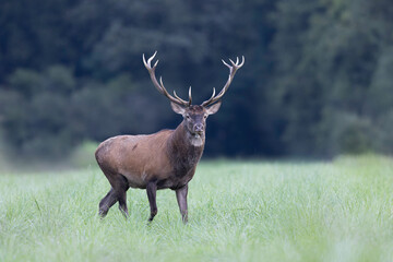 Stag Cervus elaphus in a European forest