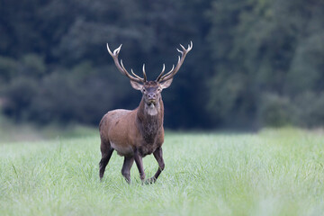 Stag Cervus elaphus in a European forest