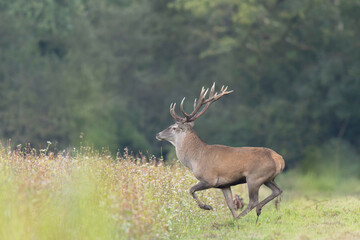 Stag Cervus elaphus in a European forest