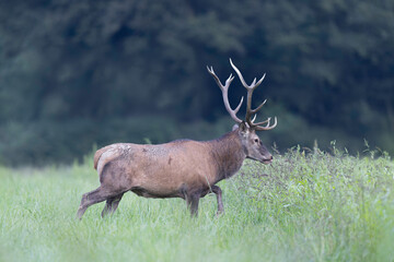 Stag Cervus elaphus in a European forest