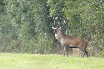 Stag Cervus elaphus in a European forest