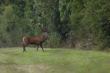 Stag Cervus elaphus in a European forest