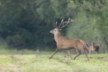 Stag Cervus elaphus in a European forest