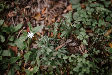gros plan sur une fleur blanche en forêt en automne feuilles mortes et sous bois