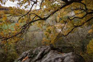 chêne d'automne aux feuilles jaunes en forêt poussant au dessus d'un rocher avec des collines en arrière plan