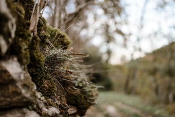petite fougère d'automne qui pousse en forêt sur un muret en pierre avec de la mousse