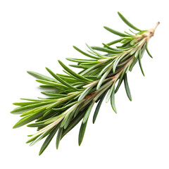 Fresh Sprig of Rosemary - Isolated on White Background