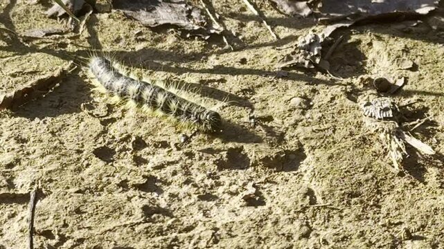 Caterpillar walk on the ground