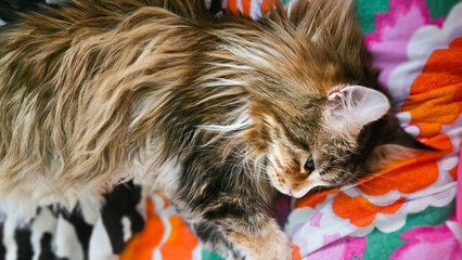 Süße MaineCoon schläft