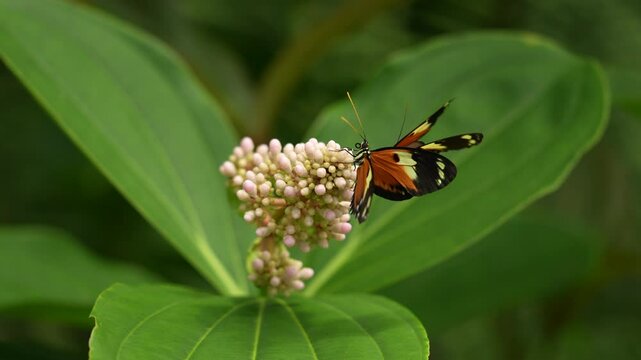 Heliconius numata, the Numata longwing,&uml; butterfly. Insect on flower bloom in the nature habitat.  in Brazil. Wildlife nature. Tropic butterfly in the jungle fores. Close-up detail of butterfly, Peru.