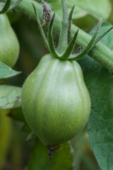 Close-up of an Unripe Green Tomato on a Vine