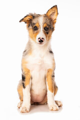 Cute border collie puppy sitting on white background