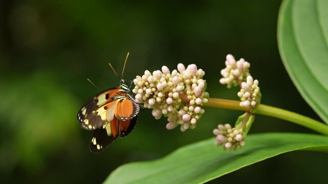 Heliconius numata, the Numata longwing,&uml; butterfly. Insect on flower bloom in the nature habitat.  in Brazil. Wildlife nature. Tropic butterfly in the jungle fores. Close-up detail of butterfly, Peru.