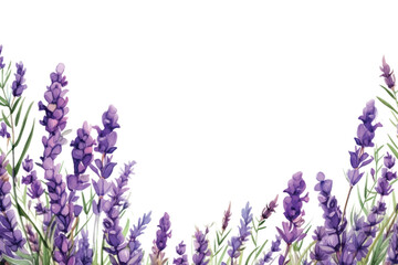 Lavender blossom backgrounds flower purple © Rawpixel.com