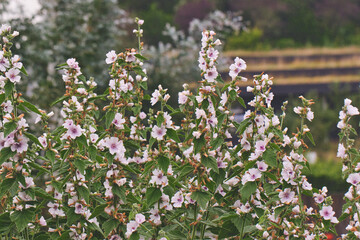 Beautiful Flowering Plants in a Garden