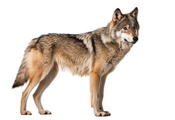 Fototapeta premium Wild Gray Wolf Standing Alert With Fluffy Fur Coat