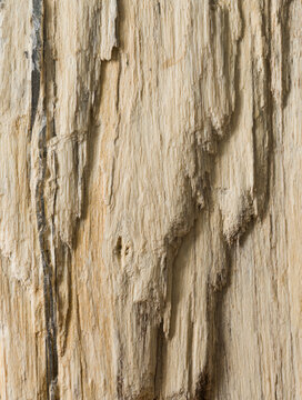 Textured petrified wood close-up showcasing natural patterns