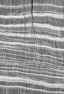 Close-up black and white photo of petrified wood texture