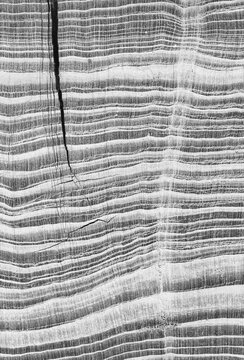Close-up black and white photo of petrified wood texture